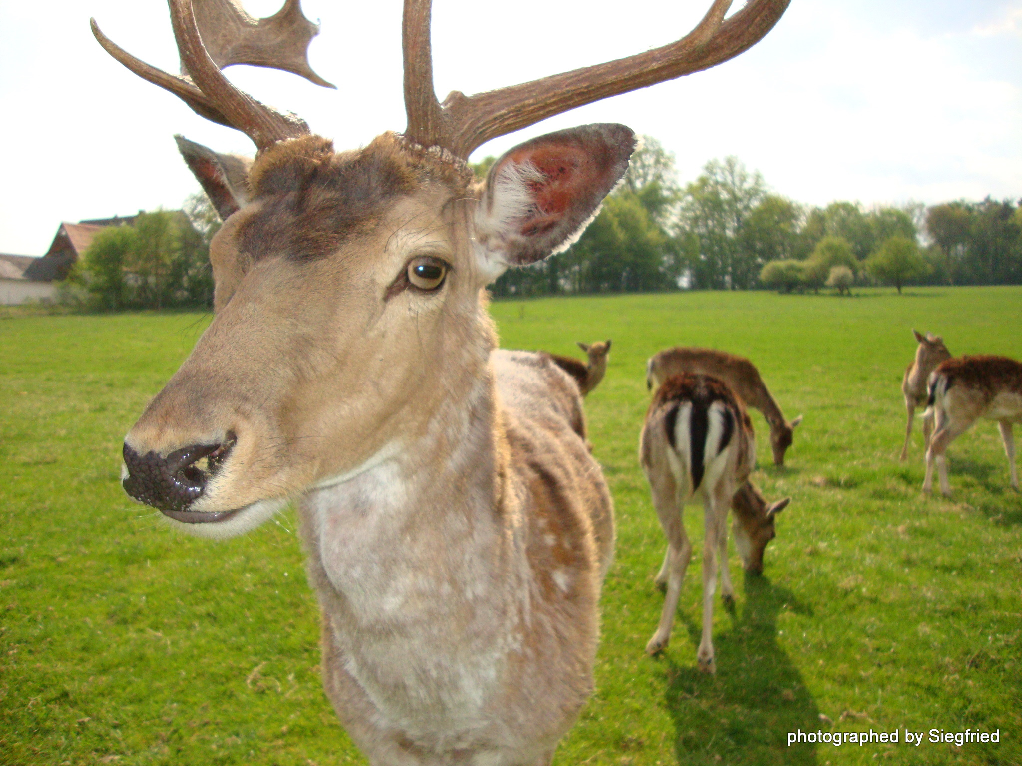 Hirsch in freier Natur fotografiert