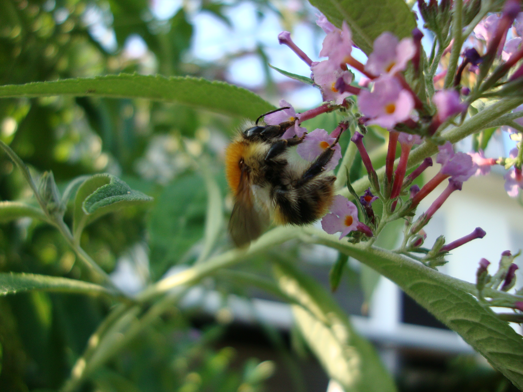Hummel ganz nah erwischt