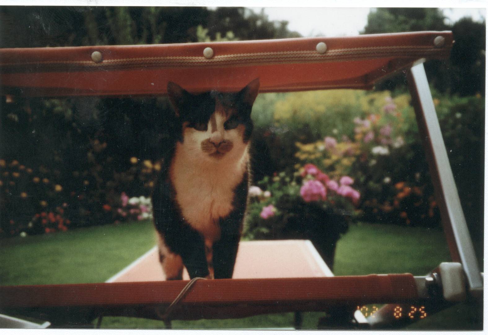 unsere Katze Muggerl