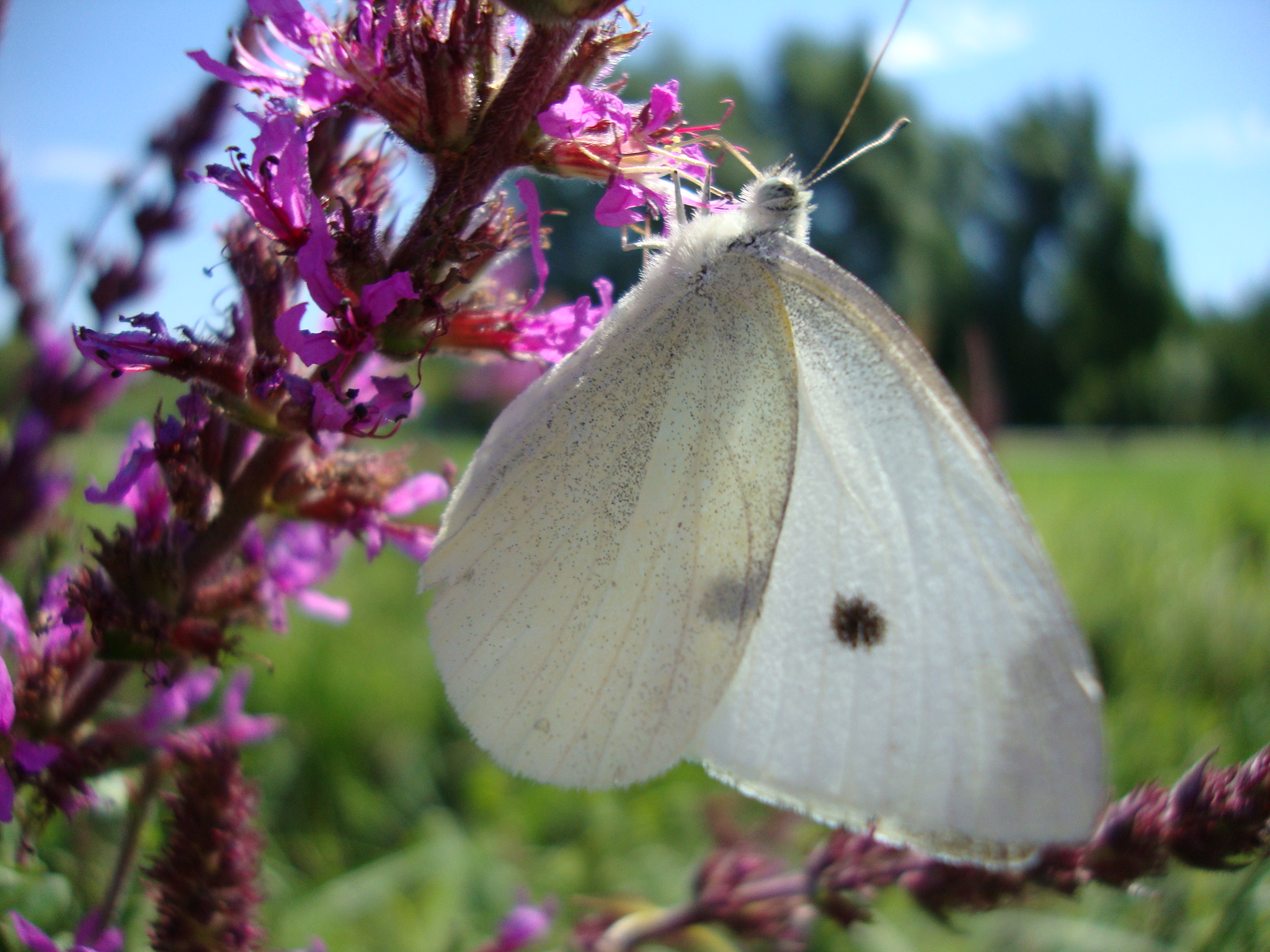 Schmetterling ganz nah erwischt